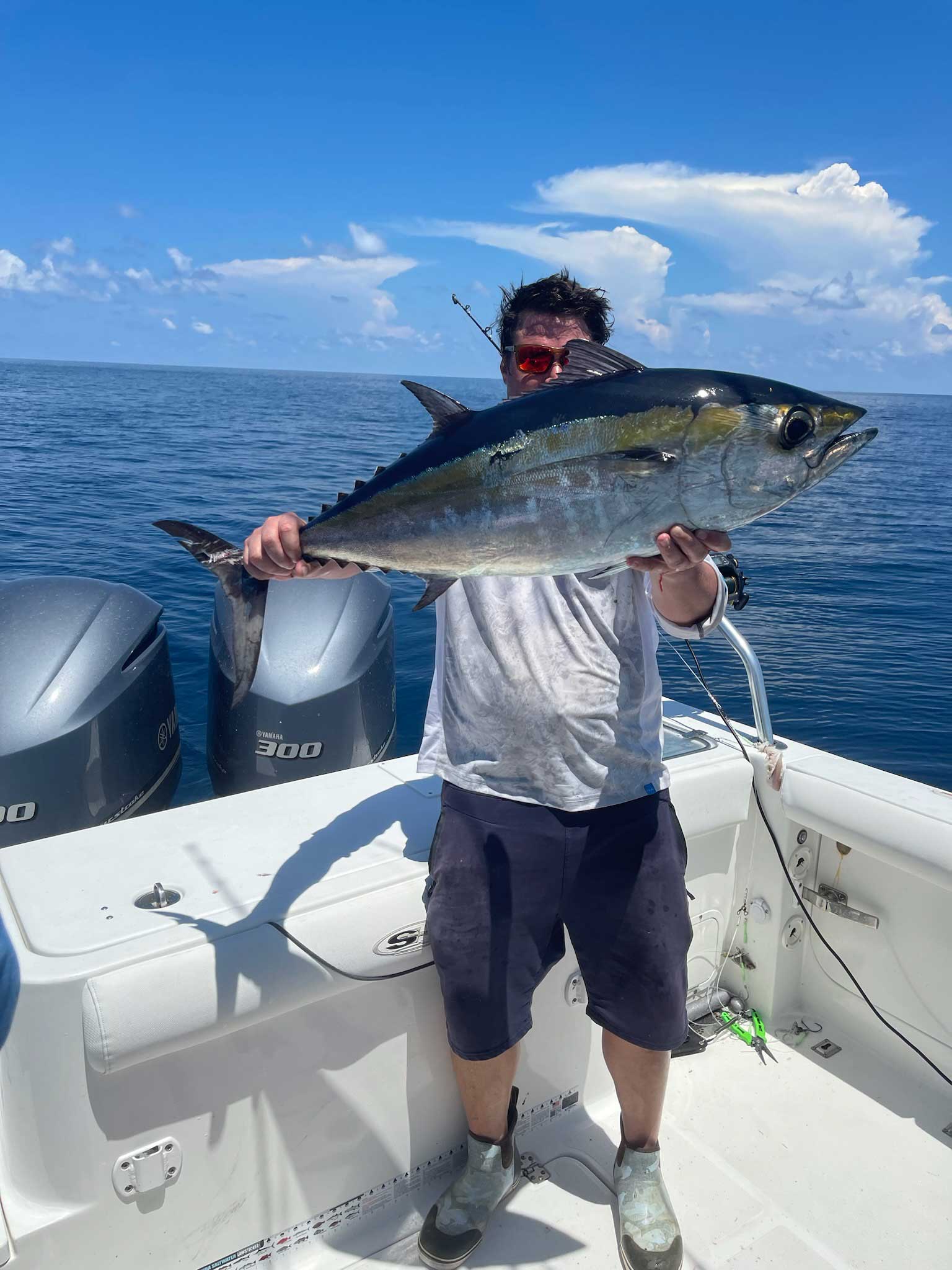 groupers and hogfish